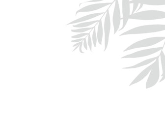 Natural Leaf Shadow Floral Overlay Vector Transparent for Stylish Mockup Applications and Visual Depth