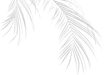 Realistic Transparent Botanical PNG Leaf Shadow Vector for Mockups with Natural Light and Shadow