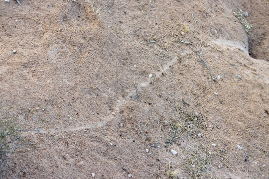 Trail left by puffadder in wet sand in the Kalahari
