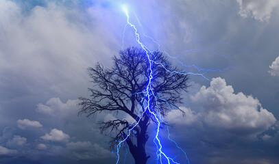 Lightning strike on a dark blue sky over the tree branch silhouette
