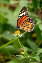 Common Tiger butterfly - Danaus genutia, beautiful common butterfly native to the meadows and grasslands of South and Southeast Asia, Vietnam.