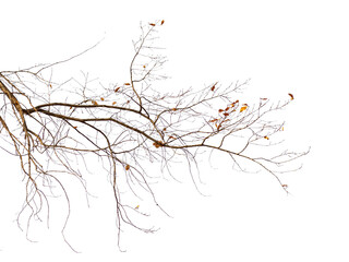 Photo of a natural oak branch with leaves on a transparent background