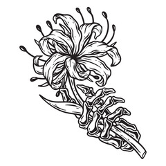 illustration art hand drawn skull hand holding spider lyly tattoo and t-shirt design