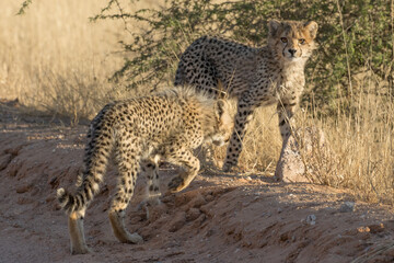 Portrait of cheetah cub in the early morning sunlight, Kgalagadi.