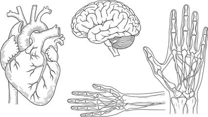 Hand drawn human anatomy, heart, brain, skeleton, arm bones, medical sketch, outline diagram, vector illustration