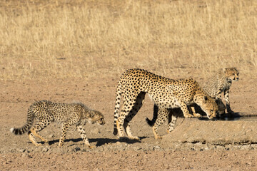 Portrait of cheetah family in the early morning sunlight, Kgalagadi, drinking at 13th Borehole