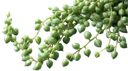 Closeup of a vibrant string of pearls plant with round green leaves and delicate stems against a showcasing its unique texture