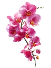 vector orchid flower floral botanical flower isolated illustration element aquarelle wildflower for background texture wrapper pattern frame or border no logos no brands ar 34