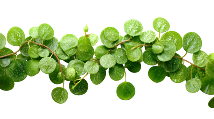 Lush creeping wire vine showcases vibrant green foliage with delicate white speckles against a stark ideal for botanical designs