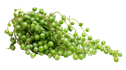 String of pearls succulent plant with vibrant green leaves against a perfect for botanical and nature themed designs