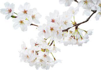 桜の花の切り抜き © Fu-design