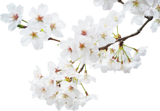 桜の花の切り抜き