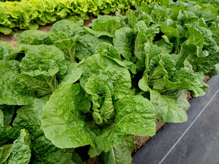 ベビーハクサイの栽培