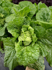 ベビーハクサイの栽培