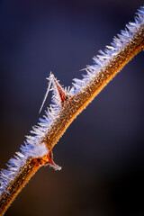 close up of a thotn covered with frost