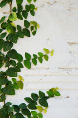 Creeping green ivy leaves growing on a concrete wall background