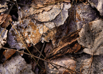 autumn leaves background