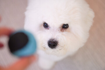 Fluffy Bichon Frise Portrait in Soft Indoor Light | Cute White Toy Dog with Round Face

SEO Tags (50)