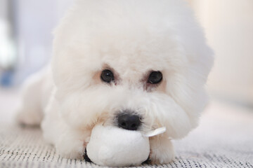 Fluffy Bichon Frise Portrait in Soft Indoor Light | Cute White Toy Dog with Round Face

SEO Tags (50)
