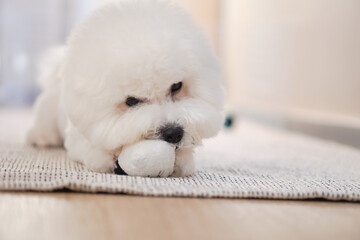 Fluffy Bichon Frise Portrait in Soft Indoor Light | Cute White Toy Dog with Round Face

SEO Tags (50)