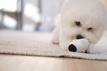 Fluffy Bichon Frise Portrait in Soft Indoor Light | Cute White Toy Dog with Round Face

SEO Tags (50)