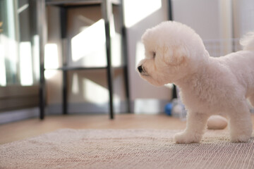 Fluffy Bichon Frise Portrait in Soft Indoor Light | Cute White Toy Dog with Round Face

SEO Tags (50)