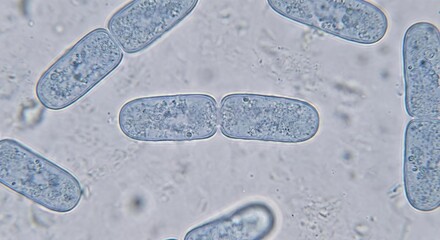 Bacteria in Division - High Magnification Light Microscopy