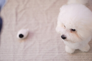 Fluffy Bichon Frise Portrait in Soft Indoor Light | Cute White Toy Dog with Round Face

SEO Tags (50)