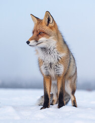 Fototapeta premium Red fox standing on snowy field in soft winter light