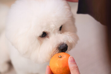 Unique Bichon Frise Wants to Eat a Mandarin Orange | Cute Fluffy White Dog Looking Up for a Treat