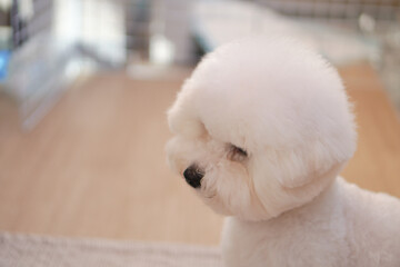 Fluffy Bichon Frise Portrait in Soft Indoor Light | Cute White Toy Dog with Round Face

SEO Tags (50)