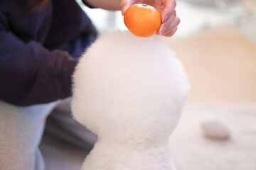 Bichon Frise Kagami Mochi with Mikan | Cute Fluffy White Dog New Year Photo