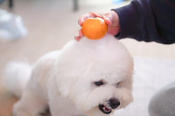 Bichon Frise Kagami Mochi with Mikan | Cute Fluffy White Dog New Year Photo
