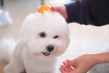 Bichon Frise Kagami Mochi with Mikan | Cute Fluffy White Dog New Year Photo