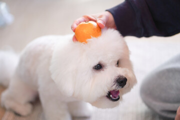 Bichon Frise Kagami Mochi with Mikan | Cute Fluffy White Dog New Year Photo