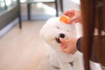 Bichon Frise Kagami Mochi with Mikan | Cute Fluffy White Dog New Year Photo