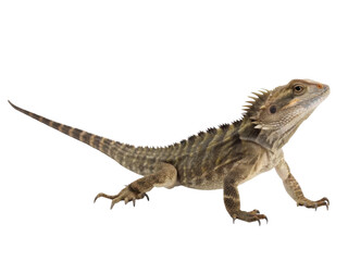 Fototapeta premium Alert brown lizard reptile, wild Australian water dragon animal isolated on plain background, looking up with curious expression