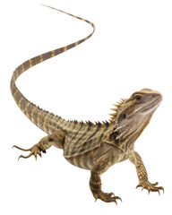 Fototapeta premium Alert Australian water dragon lizard, curious brown reptile with long striped tail isolated. This wild animal shows watchful behavior