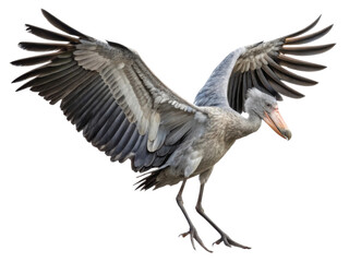 Majestic grey shoebill stork spreading large wings. Powerful african bird in flight pose isolated on transparent background looks intense
