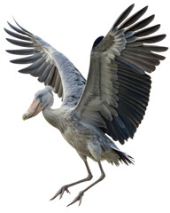 Obraz premium Majestic grey shoebill stork bird landing with large open wings. powerful wild animal with grey feathers motion shows freedom and flight