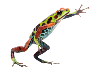 Vibrant colorful poison dart frog from tropical rainforest. Alert amphibian animal climbing on transparent background, dynamic and active