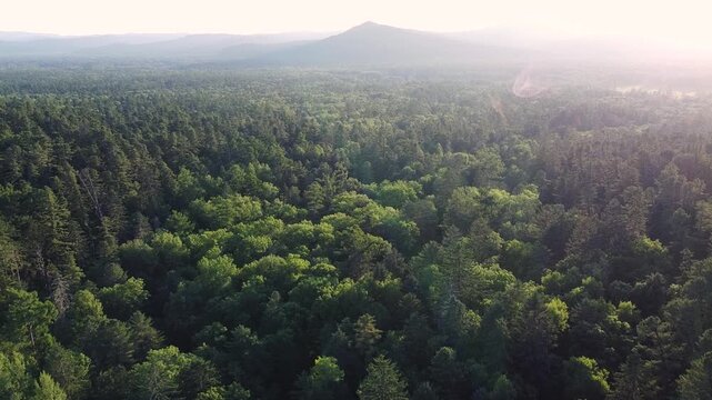 The general plan. The camera flies over a dense coniferous forest. The Far Eastern taiga.
