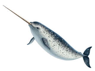 Majestic narwhal, marine mammal with long tusk, swimming in arctic ocean. beautiful animal illustration, this whale isolated