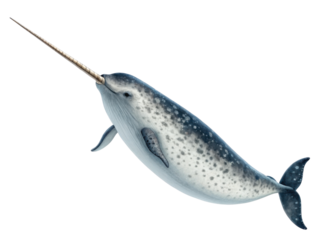 Majestic narwhal, marine mammal with long tusk, swimming in arctic ocean. beautiful animal illustration, this whale isolated