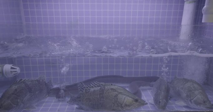 group of fish swim fluidly in an aquarium illuminated by purple light in Chinese cafe