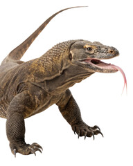 Obraz premium Alert Komodo dragon, dangerous reptile and wildlife predator. Powerful large lizard with open mouth and long forked tongue isolated
