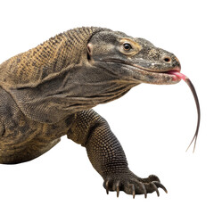 Obraz premium Powerful komodo dragon reptile lizard with forked tongue tasting air. Scary wildlife animal predator in close up portrait, isolated view