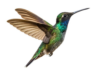 Obraz premium Graceful green hummingbird flying mid air, beautiful iridescent bird with wings spread. Isolated wildlife on transparent background