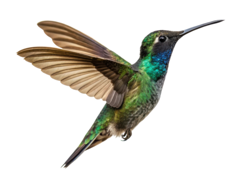 Graceful green hummingbird flying mid air, beautiful iridescent bird with wings spread. Isolated wildlife on transparent background
