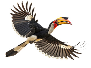 Fototapeta premium Majestic hornbill, tropical bird flying with large colorful wings spread. beautiful wild animal in graceful flight, isolated on background